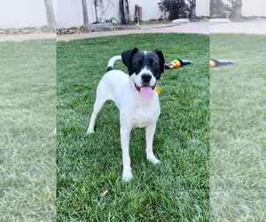 Pointer-Unknown Mix Dogs for adoption in Sandy, UT, USA