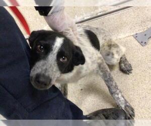 Australian Shepherd-Unknown Mix Dogs for adoption in Riverside, CA, USA