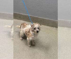 Mutt Dogs for adoption in Las Vegas, NV, USA