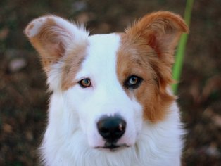 Border-Aussie Dogs for adoption in Cookeville, TN, USA