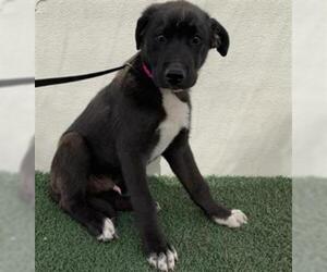 Border Collie Dogs for adoption in Visalia, CA, USA