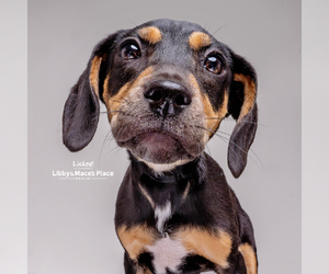 Mutt Dogs for adoption in Mount Pleasant, SC, USA