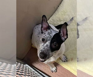 Mutt Dogs for adoption in Ogden, UT, USA