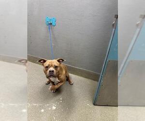 Bulldog-Unknown Mix Dogs for adoption in Las Vegas, NV, USA