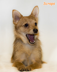 Medium Photo #115 Pomeranian Puppy For Sale in Shamokin, PA, USA