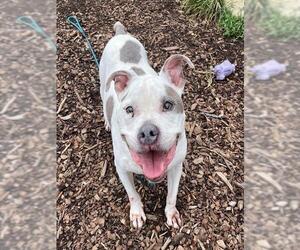 American Staffordshire Terrier Dogs for adoption in Waterford, VA, USA