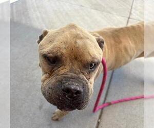 American Pit Bull Terrier Dogs for adoption in Tulsa, OK, USA
