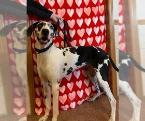 Great Dane Dogs for adoption in Manchester, IA, USA