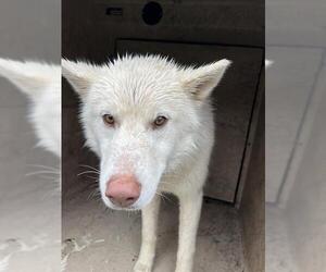 Siberian Husky-Unknown Mix Dogs for adoption in Oklahoma City, OK, USA