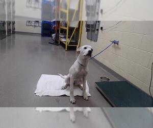 Argentinian Mastiff-Labrador Retriever Mix Dogs for adoption in Denver, CO, USA