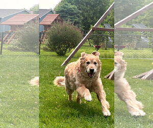 Golden Retriever Dogs for adoption in Sioux Falls, SD, USA