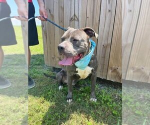 Mutt Dogs for adoption in Abbeville, LA, USA