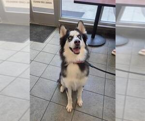 Siberian Husky-Unknown Mix Dogs for adoption in San Antonio, TX, USA