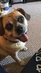 Puggle Dogs for adoption in Glen Haven, WI, USA