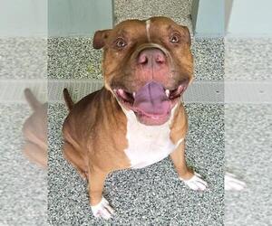 American Pit Bull Terrier-Unknown Mix Dogs for adoption in Salisbury, NC, USA