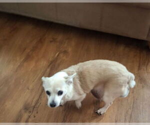 Chihuahua-Unknown Mix Dogs for adoption in San Antonio, TX, USA