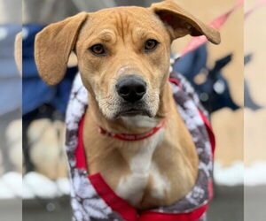Labrador Retriever-Unknown Mix Dogs for adoption in Canton, CT, USA