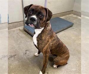 Boxer Dogs for adoption in Camarillo, CA, USA