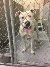 American Bulldog Dogs for adoption in Jarrettsville, MD, USA