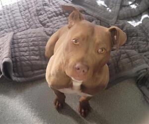 American Pit Bull Terrier Dogs for adoption in Orange, CA, USA
