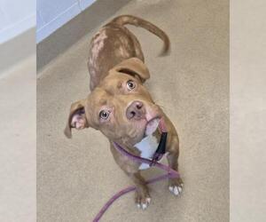 Mutt Dogs for adoption in Decatur, IL, USA