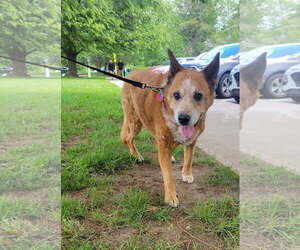Retriever -Unknown Mix Dogs for adoption in Oakhurst, NJ, USA