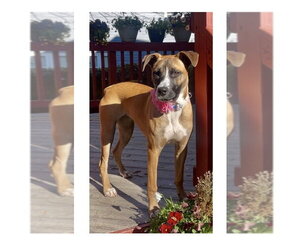 Boxer-Unknown Mix Dogs for adoption in Mooresville, NC, USA