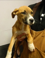 Boxador Dogs for adoption in Livonia, MI, USA