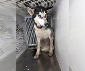 - Mix Dogs for adoption in Bakersfield, CA, USA