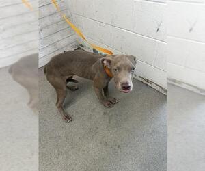 American Pit Bull Terrier Dogs for adoption in San Bernardino, CA, USA