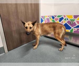 German Shepherd Dog Dogs for adoption in Baytown, TX, USA