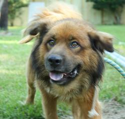 Chow Chow Dogs for adoption in Hankamer, TX, USA
