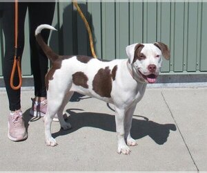 American Pit Bull Terrier Dogs for adoption in Louisville, KY, USA