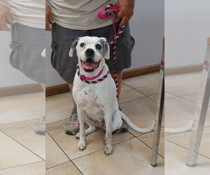 Boxer Dogs for adoption in Burnsville, MN, USA