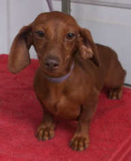 Dachshund Dogs for adoption in Birch Tree, MO, USA