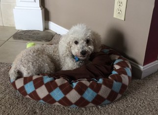 Poodle (Toy) Dogs for adoption in Cincinnati, OH, USA