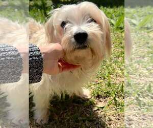 Maltese-Unknown Mix Dogs for adoption in Mount Pleasant, SC, USA
