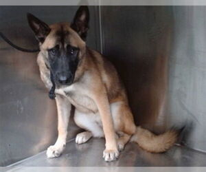 Siberian Husky-Unknown Mix Dogs for adoption in Downey, CA, USA