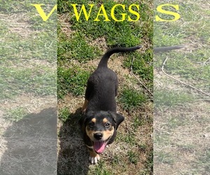 Beagle-Collie Mix Dogs for adoption in pomfret, CT, USA