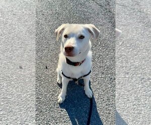 Beagle-Huskies  Mix Dogs for adoption in Stephens City, VA, USA