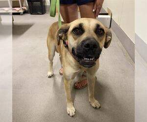 German Shepherd Dog-Unknown Mix Dogs for adoption in Modesto, CA, USA