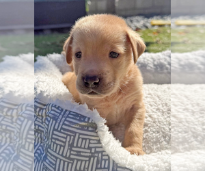 Golden Retriever-Unknown Mix Dogs for adoption in Corona, CA, USA