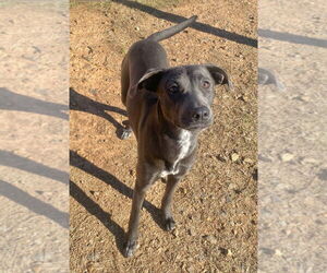 Weimaraner Dogs for adoption in Bryant, AR, USA