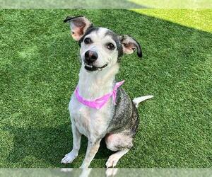 Italian Greyhound-Unknown Mix Dogs for adoption in Orange, CA, USA