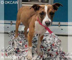 American Pit Bull Terrier-Unknown Mix Dogs for adoption in Oklahoma City, OK, USA