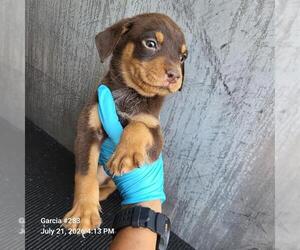 Mutt Dogs for adoption in San Antonio, TX, USA