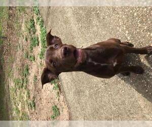 Labrador Retriever-Unknown Mix Dogs for adoption in Crestview, FL, USA