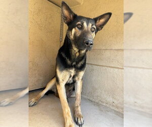German Shepherd Dog Dogs for adoption in Oklahoma City, OK, USA