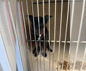 American Pit Bull Terrier-Unknown Mix Dogs for adoption in Oklahoma City, OK, USA