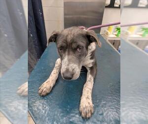 Catahoula Leopard Dog-Unknown Mix Dogs for adoption in Mobile, AL, USA